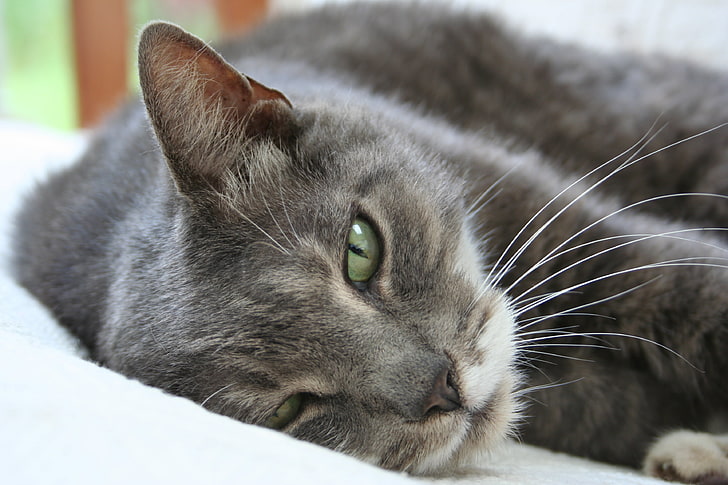 Gato azul russo, gato, focinho, dormir, mentir, olhar, com sono, HD papel de parede