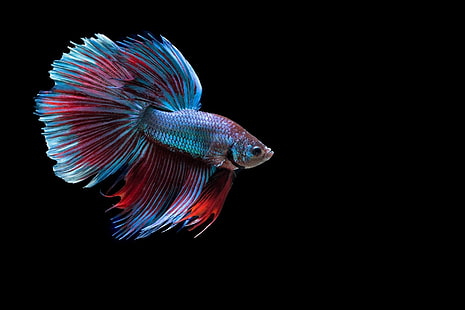 Животное, Бетта, Сиамская рыба борьбы, HD обои HD wallpaper