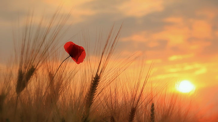 poppy, wheat field, red, sky, field, flower, morning, wheat, wildflower, prairie, macro photography, HD wallpaper