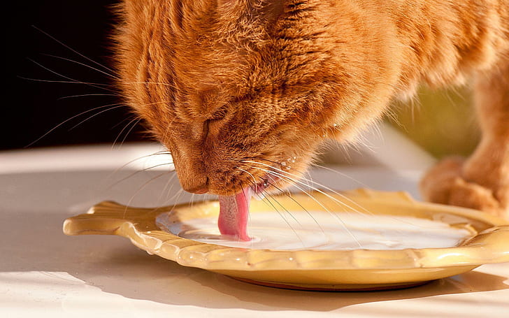 อาหารคือแมวอาหารอะแคทสัตว์, วอลล์เปเปอร์ HD
