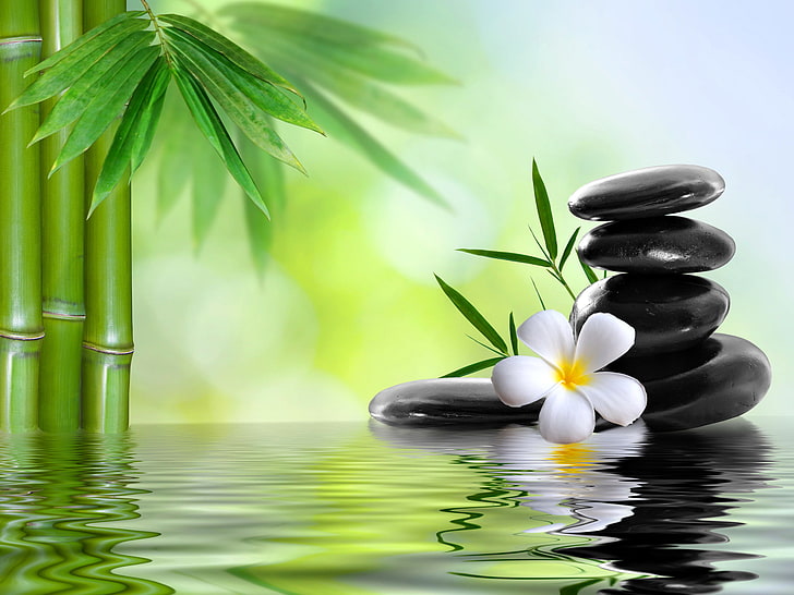 white frangipani flower and black stone cairn, flower, water, stones, bamboo, Spa, HD wallpaper