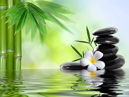 fiore bianco del frangipane e cairn di pietra nero, fiore, acqua, pietre, bambù, stazione termale, Sfondo HD HD wallpaper