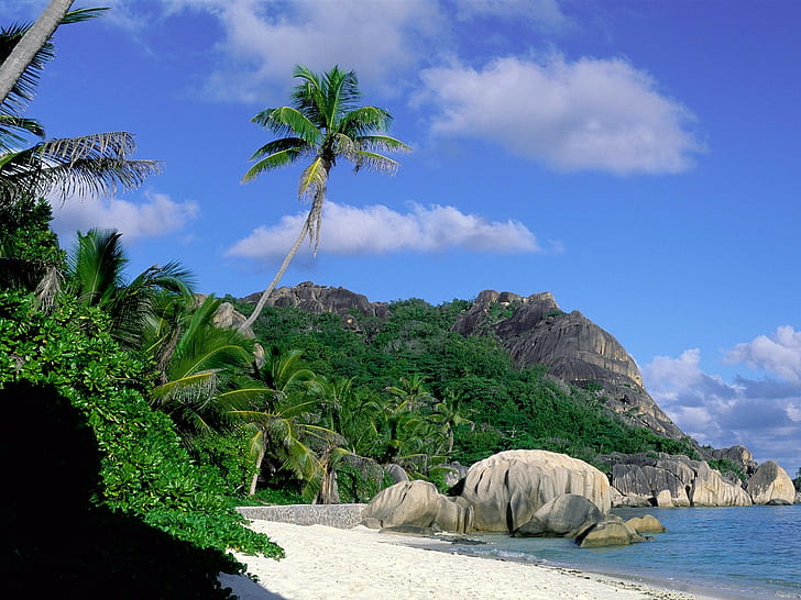 paisaje, isla, tropical, palmeras, playa, rocas, Fondo de pantalla HD