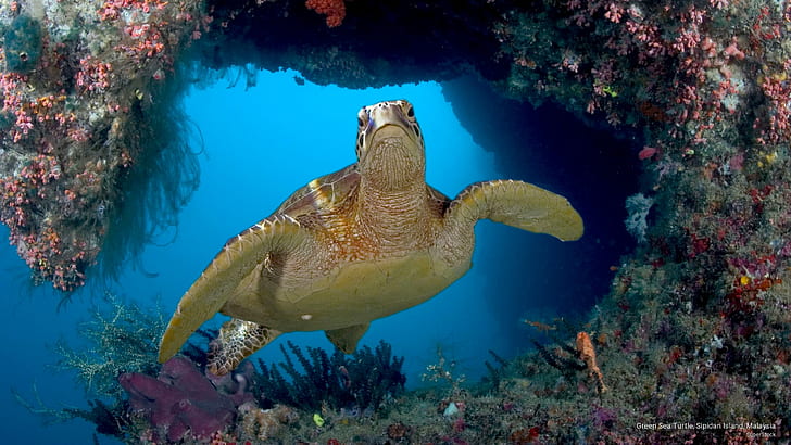 Tartaruga di mare verde, isola di Sipidan, Malesia, vita dell'oceano, Sfondo HD