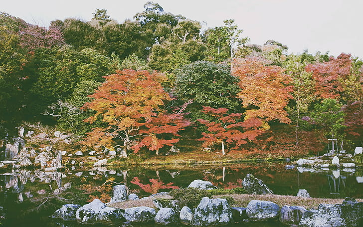 Natur, Wald, Blätter, HD-Hintergrundbild