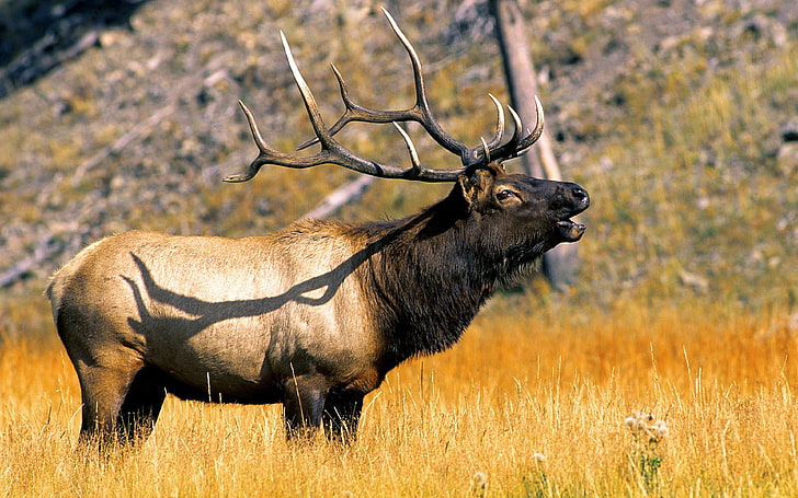 Animal Elk ในอุทยานแห่งชาติเยลโลว์สโตนไวโอมิงสหรัฐอเมริกา วอลเปเปอร์ HD ที่ทันสมัยสำหรับโทรศัพท์มือถือเดสก์ท็อปและแล็ปท็อป 3840 × 2400, วอลล์เปเปอร์ HD