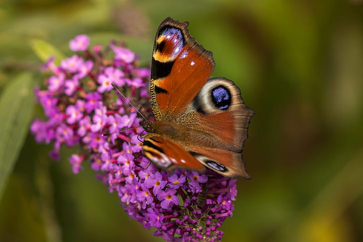 Common Buckeye Butterfly on pink flower, Le, du, Common Buckeye, Butterfly, pink, flower, papillon, buddleia, wildlife, insect, butterfly - Insect, nature, animal Wing, animal, beauty In Nature, close-up, multi Colored, summer, macro, HD wallpaper