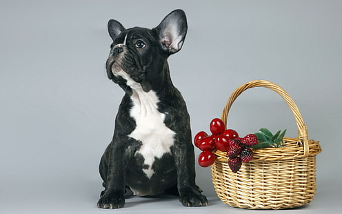 French Bulldog puppy, white and black short coated small dog and basket of berries, animals, 2560x1600, puppy, bulldog, french bulldog, HD wallpaper HD wallpaper