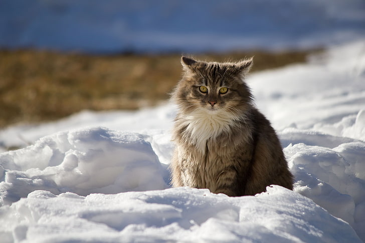 brown and white wild cat, cat, winter, fluffy, snow, HD wallpaper