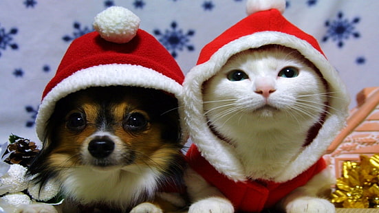 Праздник, Рождество, Кошка, Собака, Шапка Санты, HD обои HD wallpaper