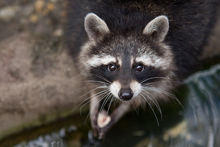 fur, look, animal, close-up, raccoon, nature, eyes, HD wallpaper