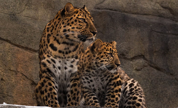 predadores, família, par, gatos selvagens, jardim zoológico, leopardos, Amur, mãe e filhote, HD papel de parede