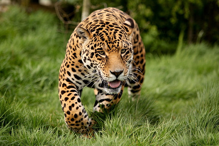 harimau coklat dan putih, macan tutul, kucing besar, predator, melarikan diri, Wallpaper HD