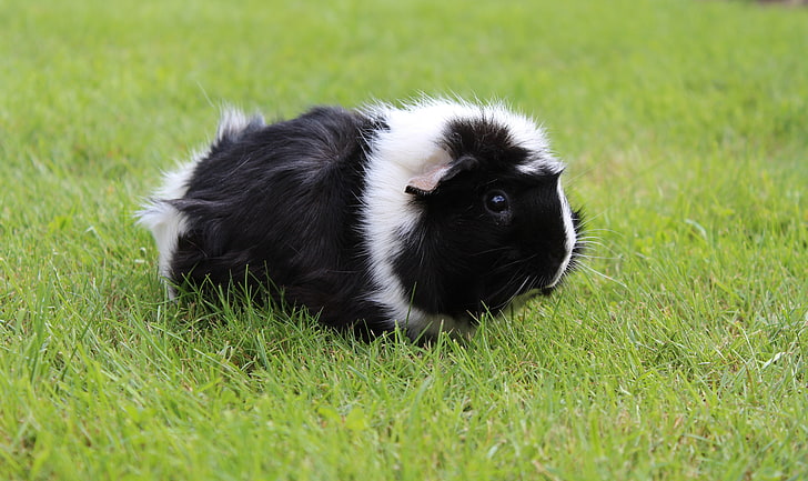 white and black guinea pig, guinea pig, grass, walk, rodent, shaggy, HD wallpaper