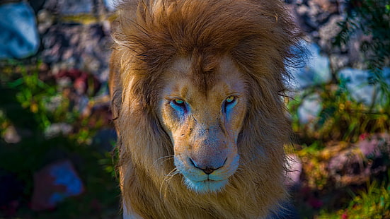 lion 4k image, Fond d'écran HD HD wallpaper