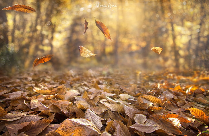изсушени листа, есен, природа, листа, дълбочина на полето, вятър, гора, HD тапет