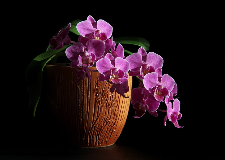 winter, orchids, Phalaenopsis, flowers, flowers house, HD wallpaper