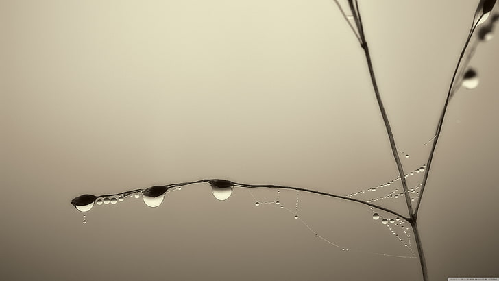 gotas de agua, foto de primer plano de rocío de agua en la ramita, plantas, primer plano, gotas de agua, macro, Fondo de pantalla HD