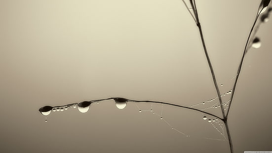 капки вода, снимка отблизо на водна роса върху клонка, растения, отблизо, капки вода, макро, HD тапет HD wallpaper