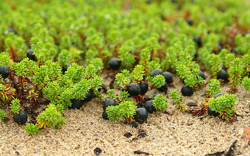 العنب البري ، تصوير الماكرو من العليق ، الطبيعة ، الماكرو ، الأخضر ، التوت ، الرمل ، النباتات، خلفية HD HD wallpaper