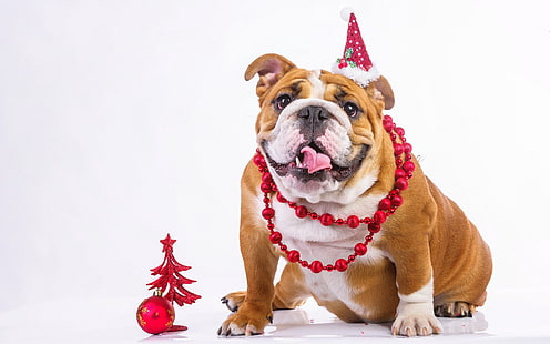 abbronzatura adulta e bulldog inglese bianco, bulldog, cane, viso, vestito, Sfondo HD HD wallpaper