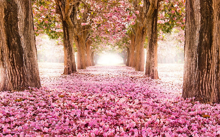 Pink indus flowers, path, trees, beautiful scenery, Pink, Flowers, Path, Trees, Beautiful, Scenery, HD wallpaper