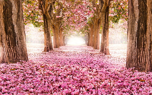 Rosa Indus Blumen, Pfad, Bäume, schöne Landschaft, Rosa, Blumen, Pfad, Bäume, schöne Landschaft, HD-Hintergrundbild HD wallpaper