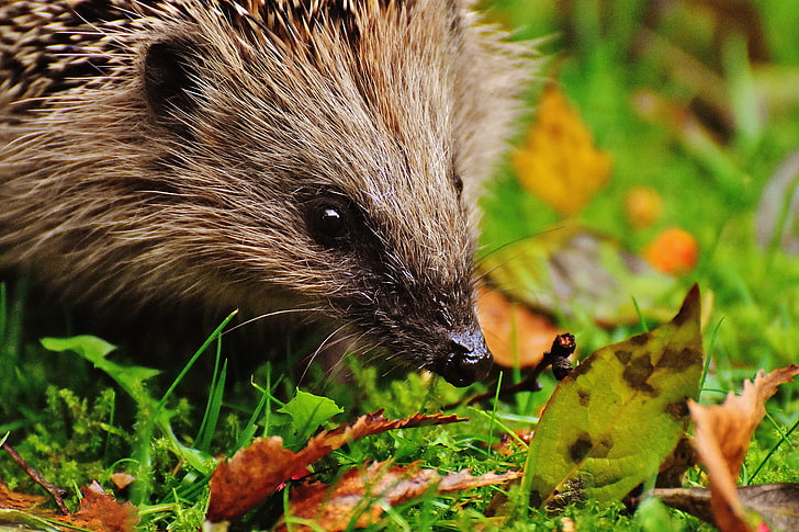 brown hedgehog, hedgehog, muzzle, spikes, leaves, HD wallpaper