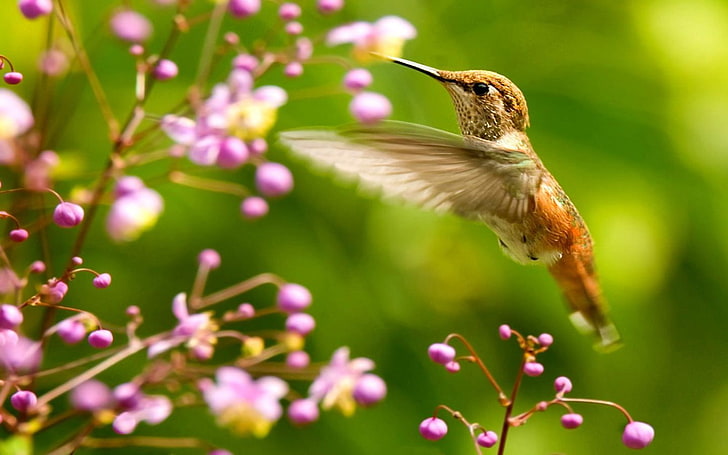 красива птица колибри птица Животни Птици HD Art, Bird, красива, Цветя, колибри, HD тапет