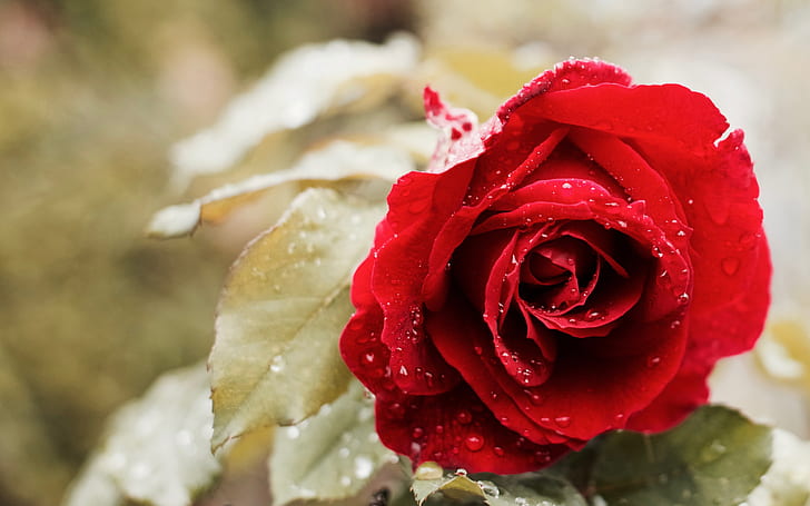 Beautiful Red Rose 4K, red, Beautiful, Rose, HD wallpaper