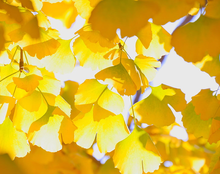 Жълти есенни листа, жълти листа, Сезони, Есен, Жълти, Листа, Дърво, Злато, Клон, Есен, зеленина, гинко, гинкобилоба, момичешка коса, моминска коса, HD тапет