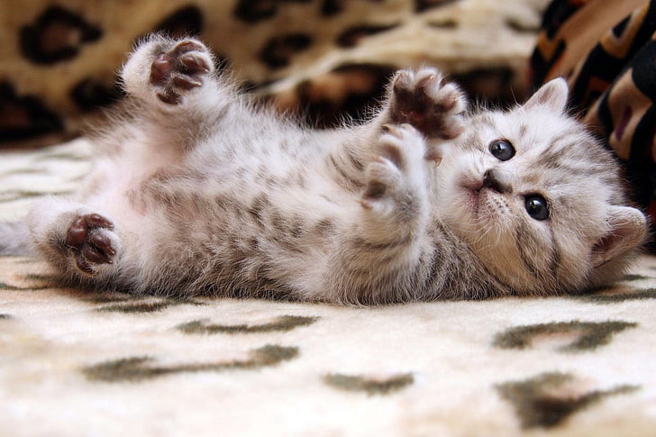 gray tabby kitten, kitten, little, play, HD wallpaper