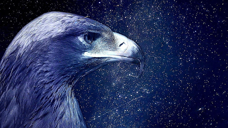 beak, sky, starry night, stars, fantasy art, eagle, feather, darkness, bird, starry, night sky, HD wallpaper
