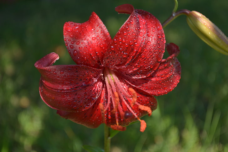 red lily flower, the rain, drops, macro, flowers, Rosa, pollen, Lily, pistil, stamen, red flower, HD wallpaper