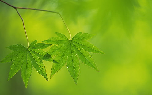 fotografía, naturaleza, plantas, hojas, macro, verde, Fondo de pantalla HD HD wallpaper