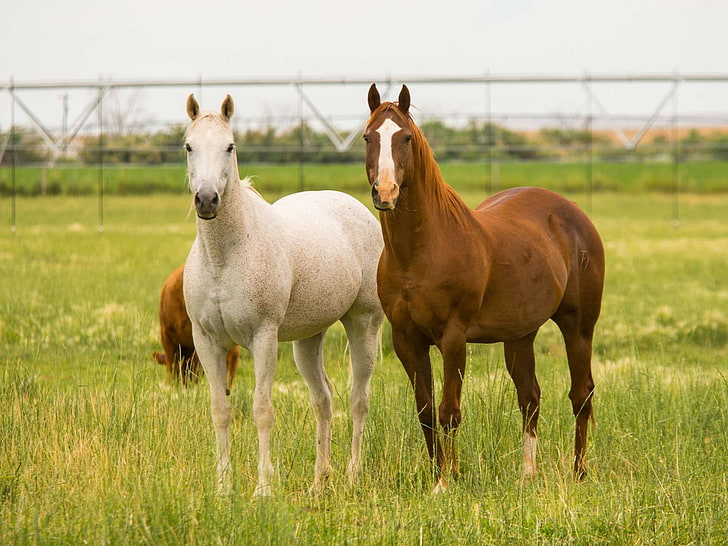 two horses white and sorrell, HD wallpaper