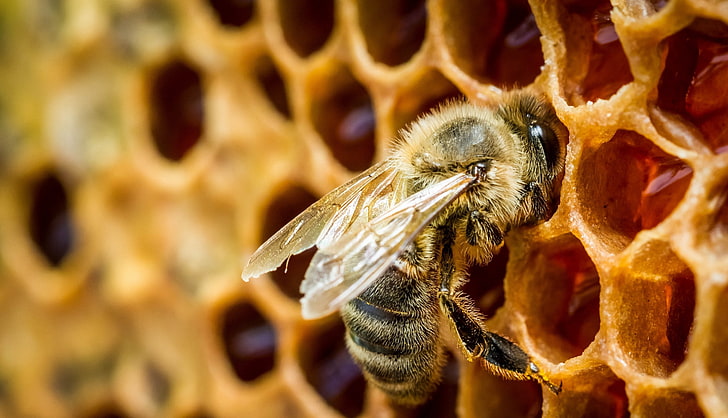 природа, насекомое, пчелы, мёд, животные, HD обои