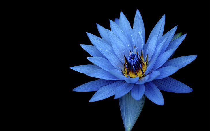 Sony Xperia Z Stock Blue Flower, Blue, flower, Sony, Stock, Xperia, HD wallpaper