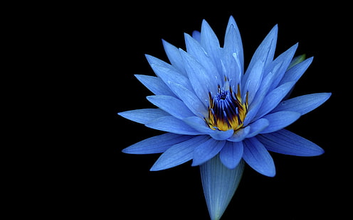 Sony Xperia Z Stock Fleur bleue, Bleu, fleur, Sony, Stock, Xperia, Fond d'écran HD HD wallpaper