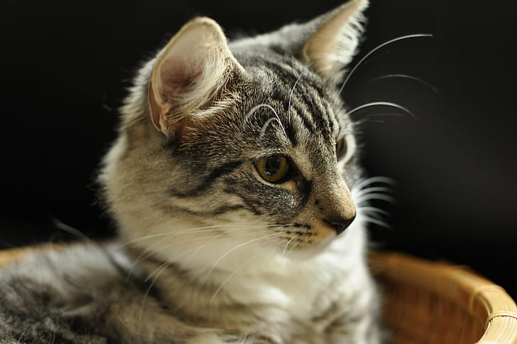 gray tabby cat, Fricke, av, Froskeland, gray, tabby cat, Views, pets, animal, domestic Cat, cute, mammal, fur, domestic Animals, looking, HD wallpaper