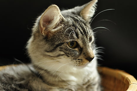 gray tabby cat, Fricke, av, Froskeland, gray, tabby cat, Views, pets, animal, domestic Cat, cute, mammal, fur, domestic Animals, looking, HD wallpaper HD wallpaper