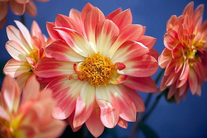 white, yellow, and pink flowers photo, dahlias, dahlias, fond, dahlias, white, yellow, pink, photo, Dahlia, Flower, Plant, Nature, NGC, NPC, petal, pink Color, flower Head, summer, close-up, HD wallpaper