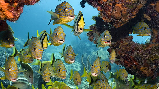 fisk, fiskar, undervattens, marinbiologi, korallrev, korallrevfisk, tropisk fisk, rev, vatten, korall, HD tapet HD wallpaper