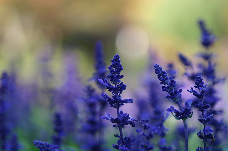 foto fokus selektif lavender, lavender, bunga ungu, bunga, alam, makro, kedalaman bidang, Wallpaper HD