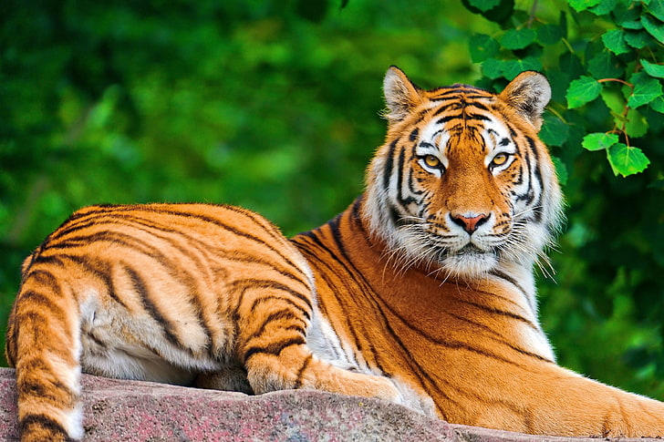 harimau coklat, harimau, kucing besar, karnivora, berbohong, batu, Wallpaper HD