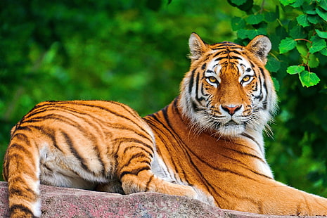 tigre marrone, tigre, grande gatto, carnivoro, bugia, pietra, Sfondo HD HD wallpaper