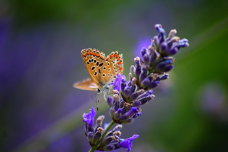 copper butterfly, butterfly, flower, bright, background, HD wallpaper