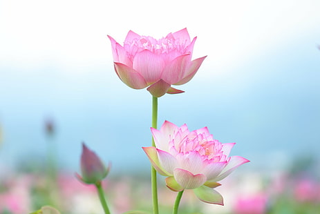focus photography of pink and white petaled flowers, lotus, lotus, Transparent, focus, photography, pink, white, LOTUS, 蓮花, FLOWER, light, make-up, PASTEL, nature, pink Color, plant, lotus Water Lily, water Lily, petal, flower Head, pond, summer, freshness, botany, beauty In Nature, HD wallpaper HD wallpaper