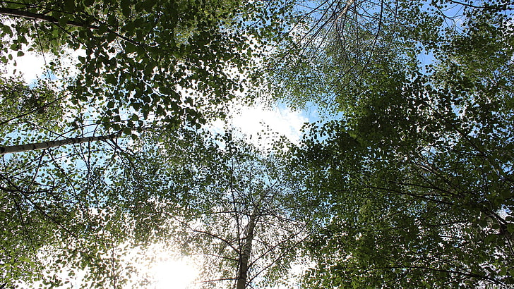 ธรรมชาติสีเขียวต้นไม้พืชท้องฟ้า, วอลล์เปเปอร์ HD