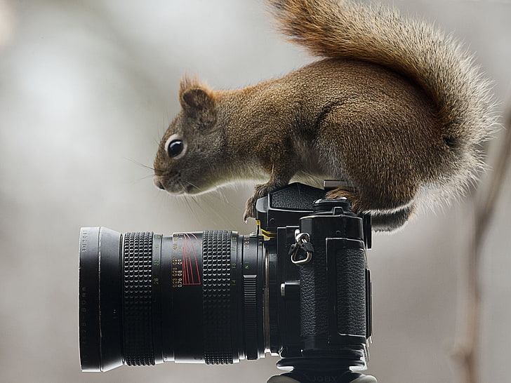 gray squirrel, squirrel, camera, sit, curiosity, HD wallpaper